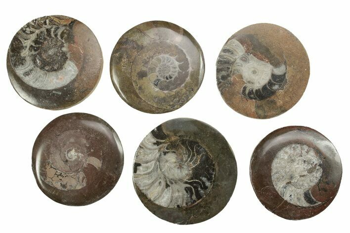 2 1/2"+ Polished, Fossil Goniatite Buttons - Photo 1